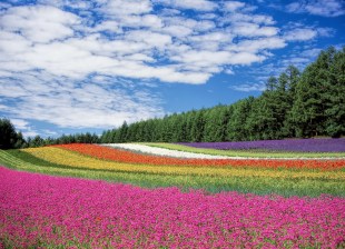 flower-field-250016_1920